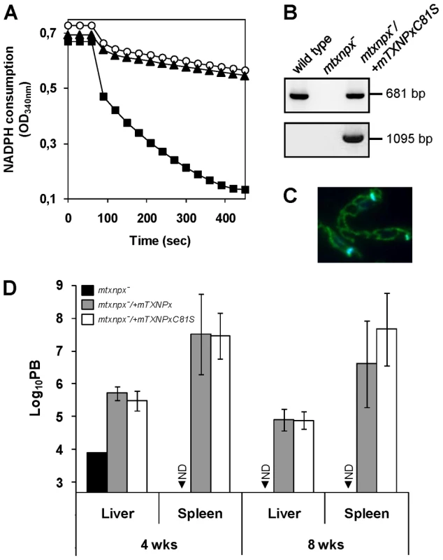 The peroxidase activity of mTXNPx is not a critical determinant of <i>L. infantum</i> virulence.