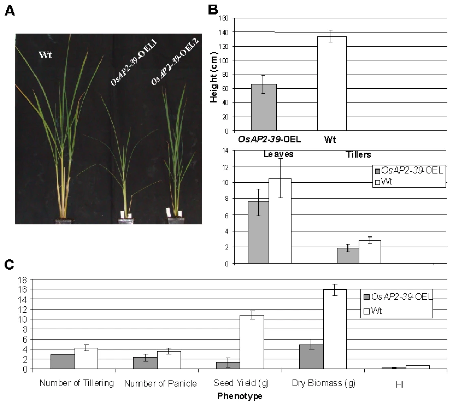 Overexpression of <i>OsAP2-39</i> causes a pleiotropic phenotype in rice and significantly reduces the yield and the Harvest Index (HI).