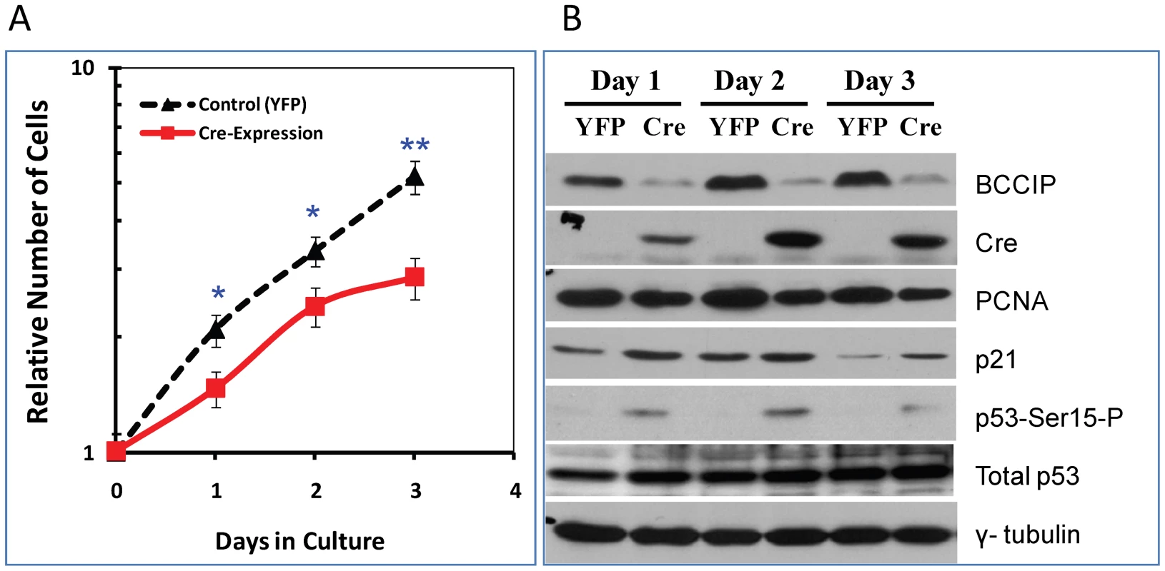 Characterization of BCCIP-deficient mouse embryo fibroblasts (MEF).