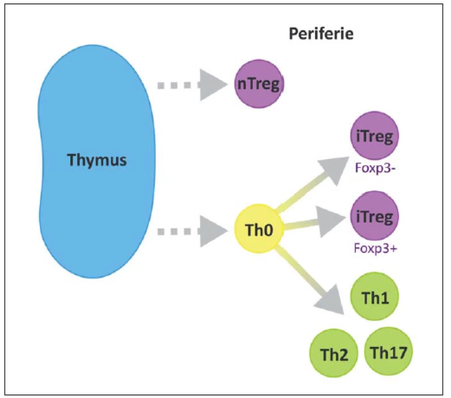 Přirozené Treg (nTreg) se vyvíjí v thymu a migrují do periferních tkání.
Fig. 3. Natural Treg (nTreg) cells differentiate in the thymus and migrate to peripheral tissues.