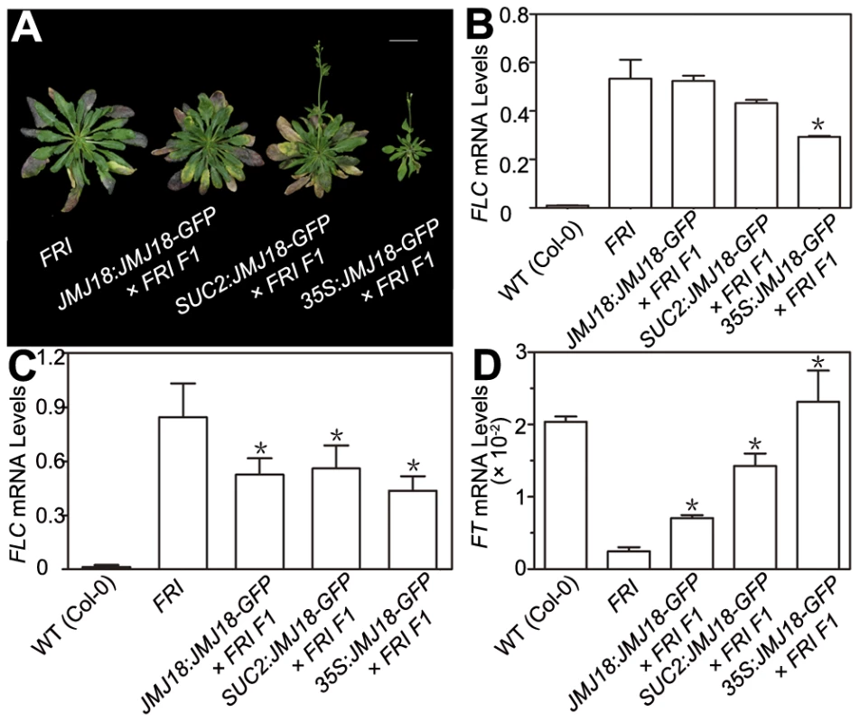 JMJ18 overexpression suppresses the <i>FRI</i> late-flowering phenotype.