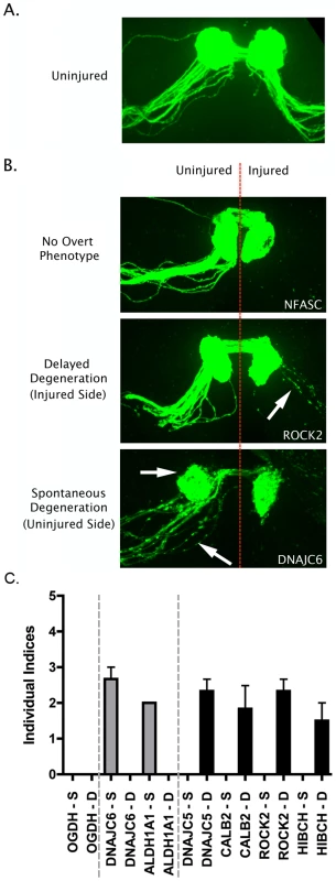 Overview of putative axo-synaptic degeneration phenotypes observed in <i>Drosophila</i> neurodegeneration screens.