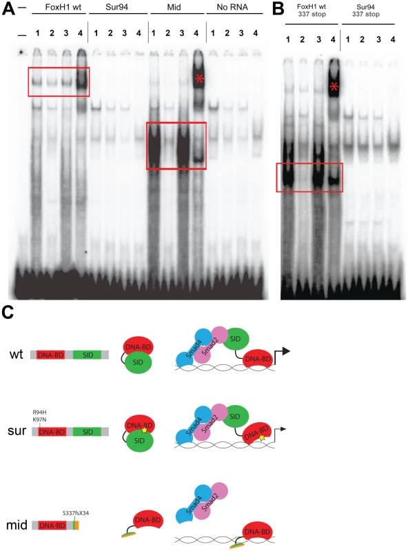 DNA–binding activities of FoxH1 mutants.