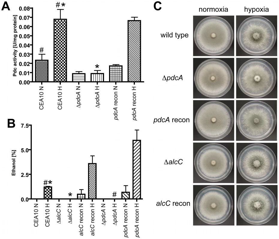 PdcA and AlcC are required for <i>in vitro</i> ethanol fermentation but not hypoxic growth of <i>A. fumigatus</i>.