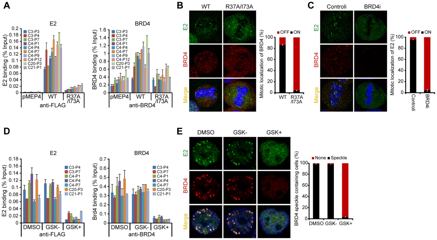 BRD4 is essential for persistent HPV1 E2 binding to host mitotic chromatin.