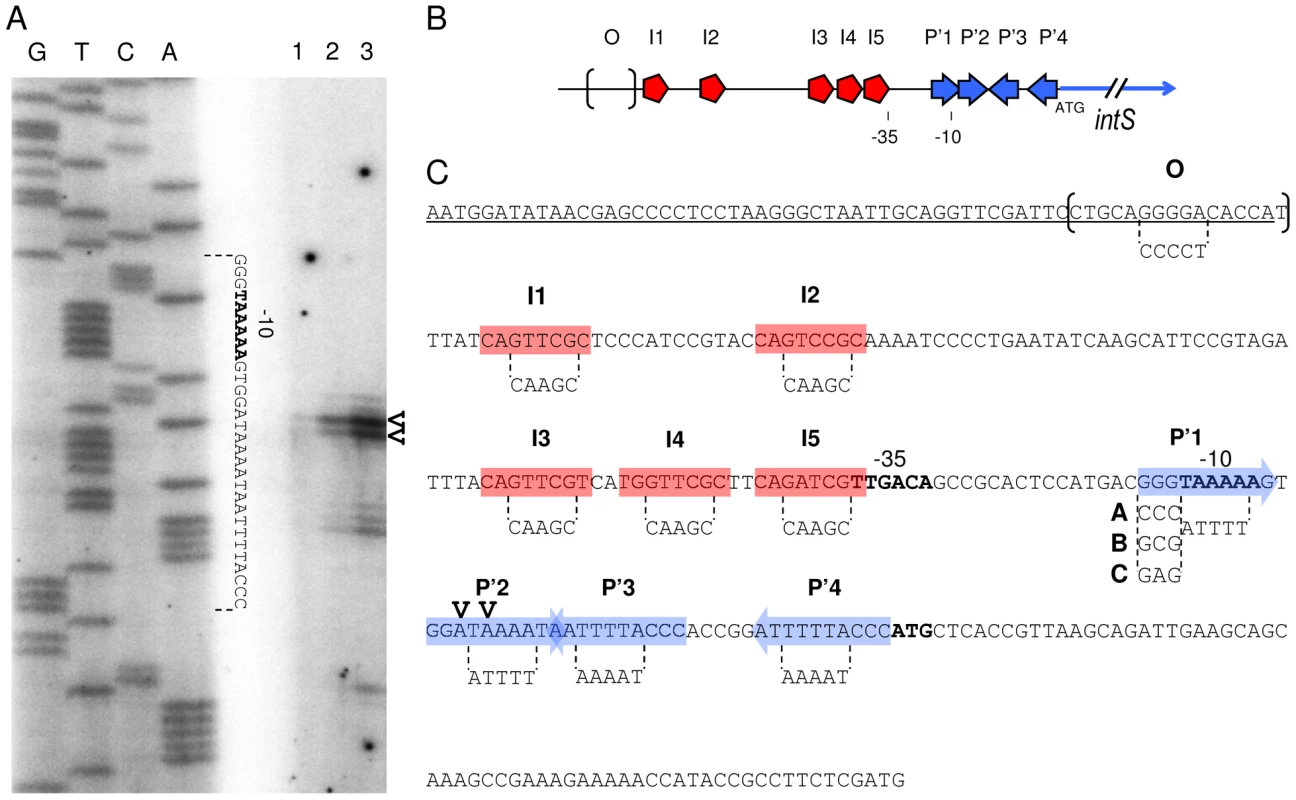 Primer extension analysis and mutagenesis strategy of the <i>intS</i> promoter.