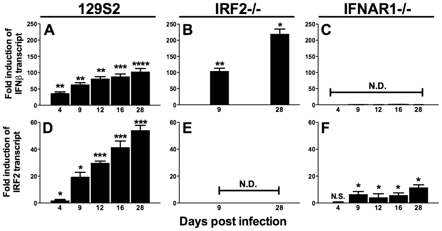 IFNβ and IRF2 are upregulated during acute infection and latency <i>in vivo</i>.