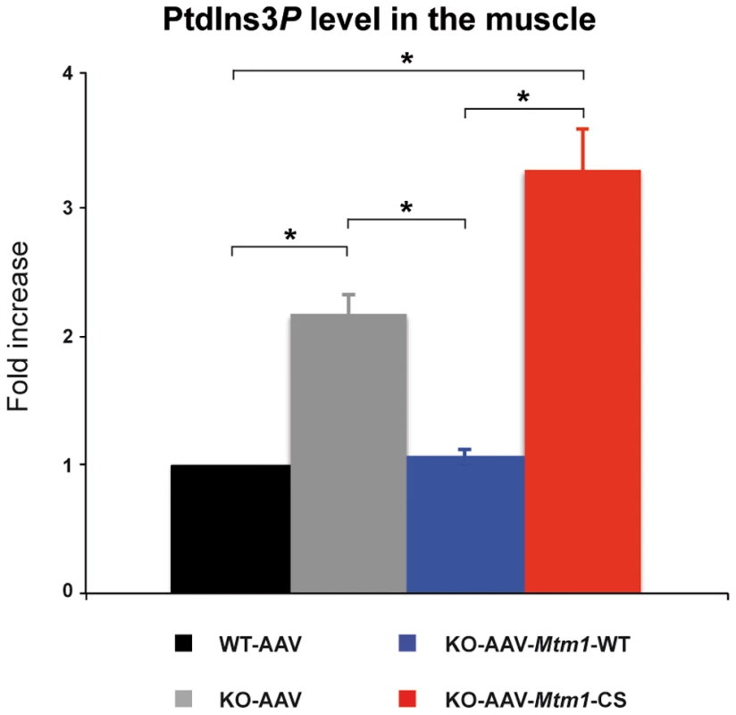 MTM1-WT but not MTM1-C375S normalizes PtdIns3<i>P</i> levels in the injected muscles.