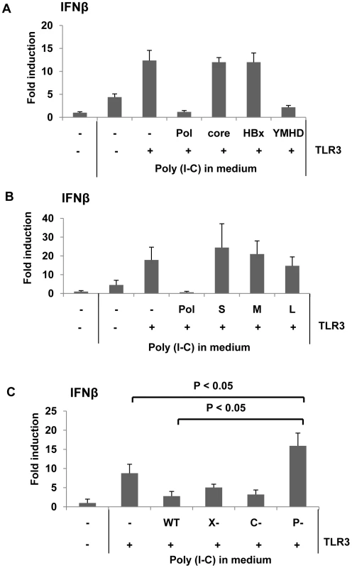 HBV Pol inhibits dsRNA-induced IFNβ promoter activation.