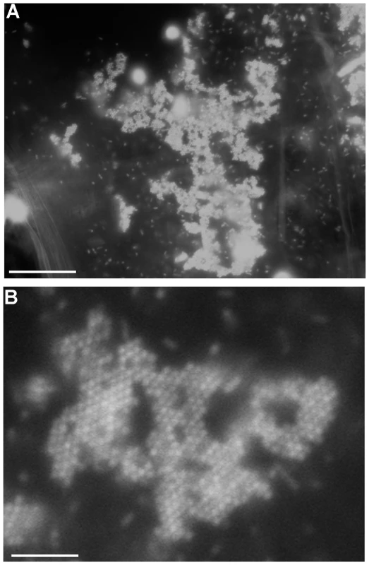 Visualization and staining of <i>in vivo</i> microcolonies in the <i>Drosophila</i> crop.