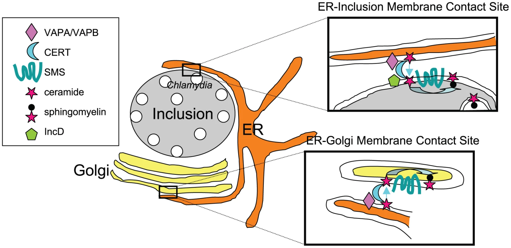 Direct transport of ceramide from the ER to <i>C. trachomatis</i> inclusion.