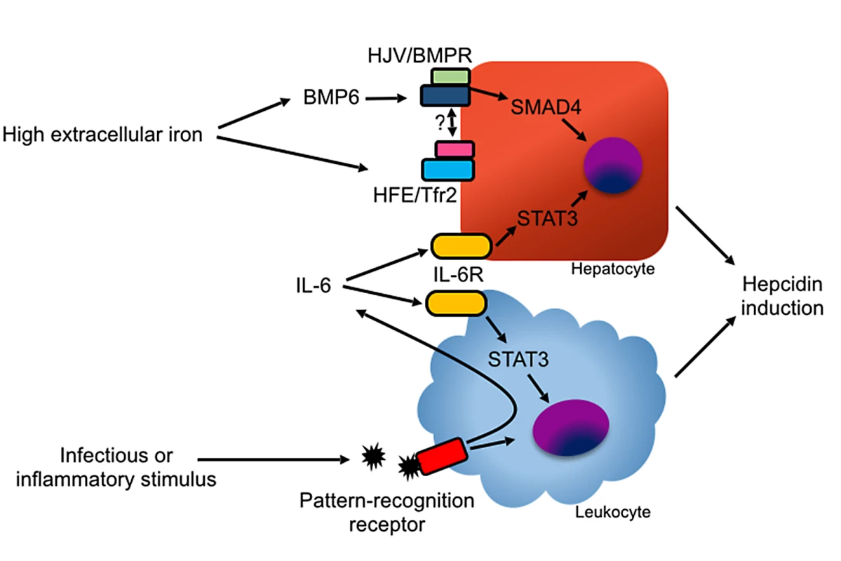 Mechanisms of hepcidin induction.
