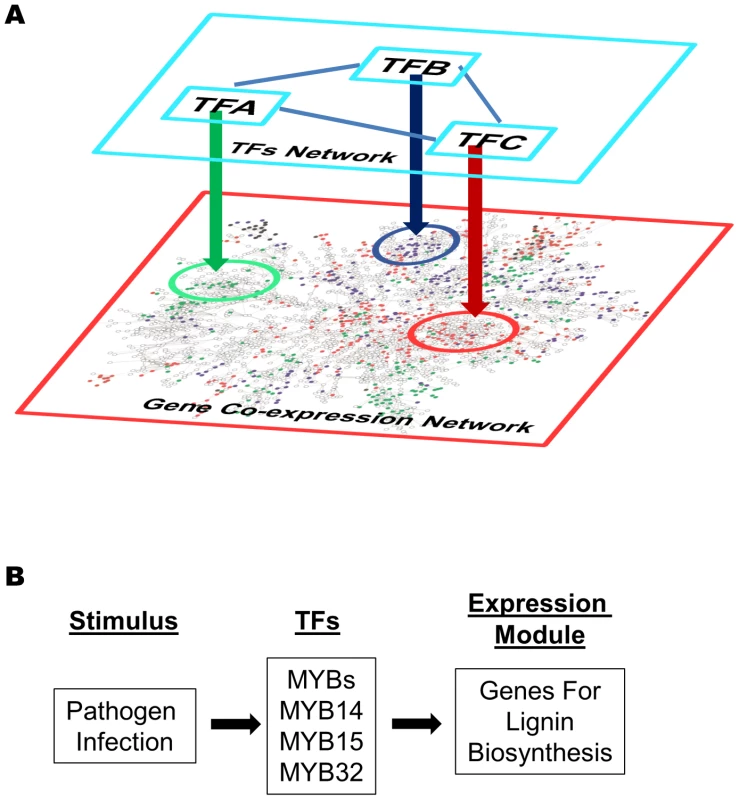 Gene expression modules regulated by transcription factors in a gene co-expression network.