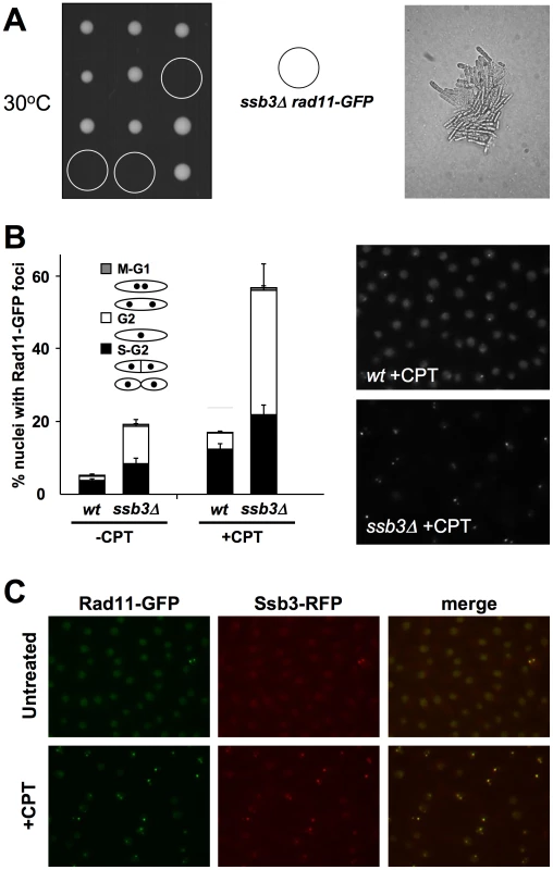 Rad11<sup>Rpa1</sup> foci are increased in <i>ssb3Δ</i> cells.