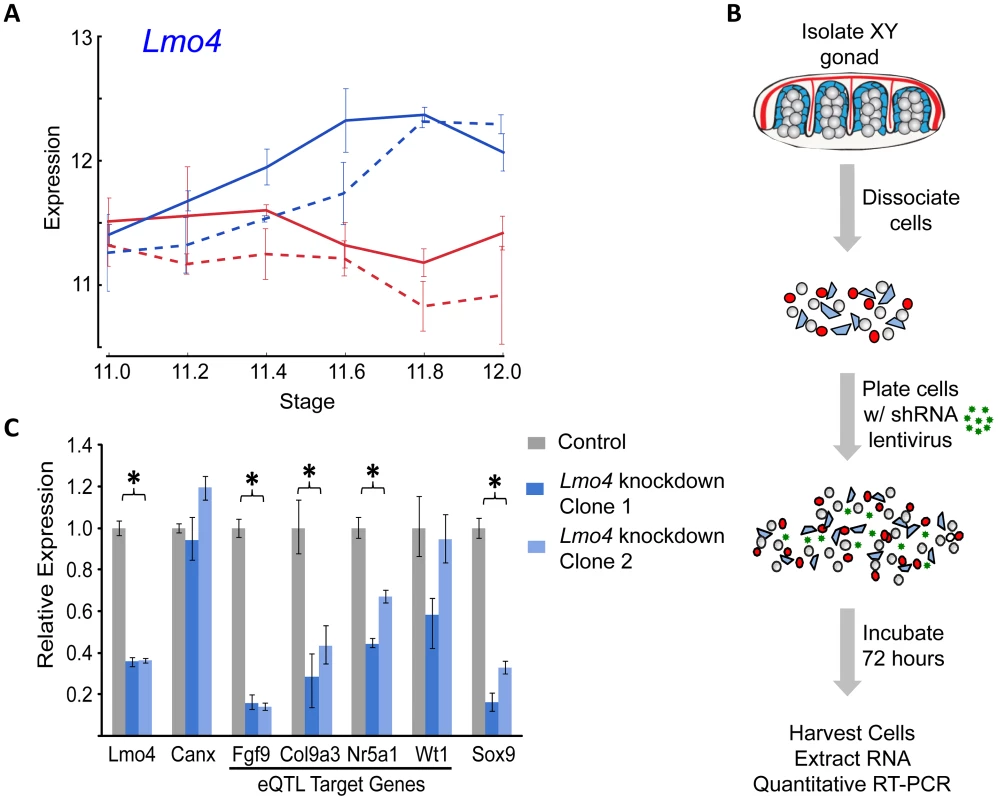 Validation of <i>Lmo4</i> as a novel regulator of gene expression in the fetal gonad.