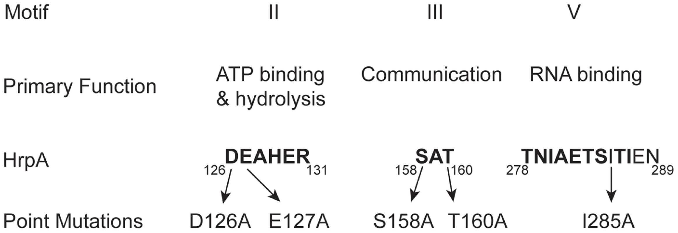 Conserved DEAH-box RNA helicase motifs in the <i>B. burgdorferi</i> HrpA protein used for point mutations.