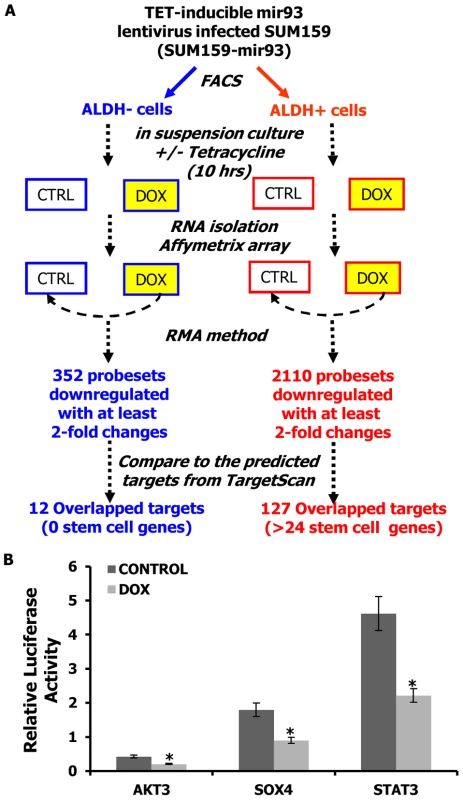mir-93 targets stem cell regulatory genes.