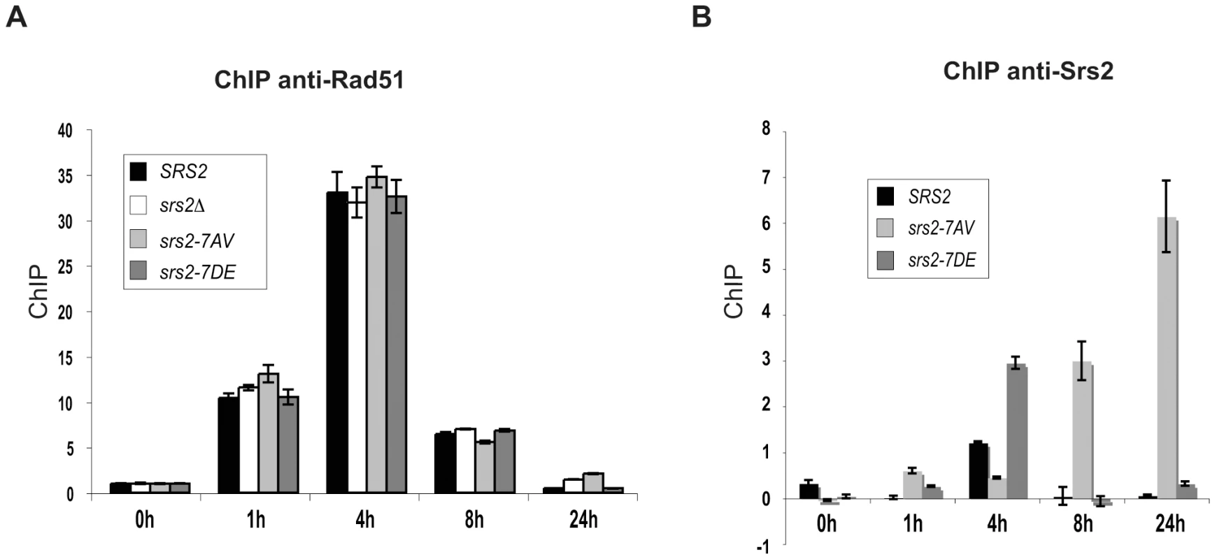Srs2 phosphorylation controls turnover of Srs2 but not Rad51 at the invading strand during DSB repair.