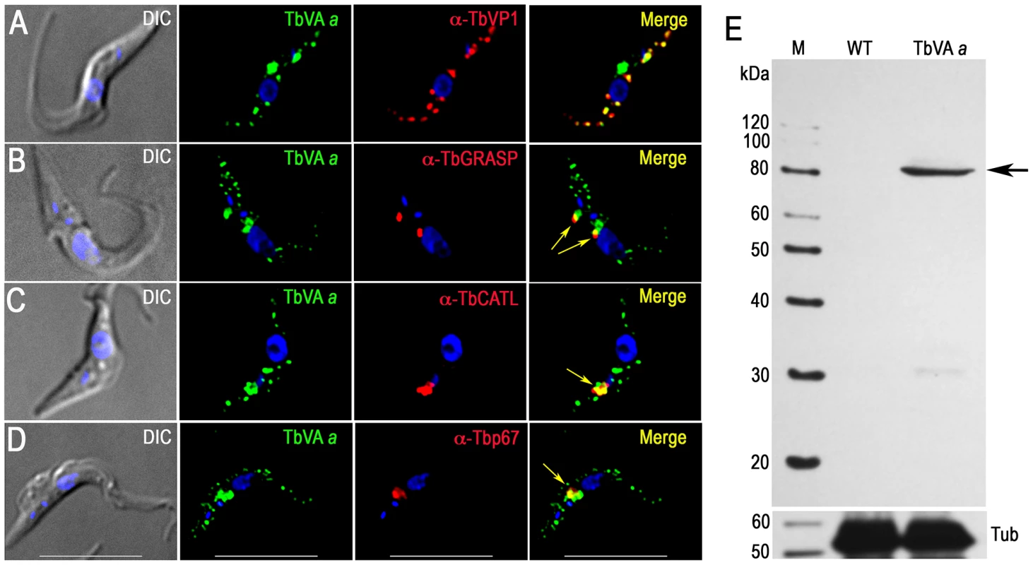 Immunofluorescence microscopy and western blot analysis of V-H<sup>+</sup>-ATPase subunit <i>a</i> in PCF trypanosomes.
