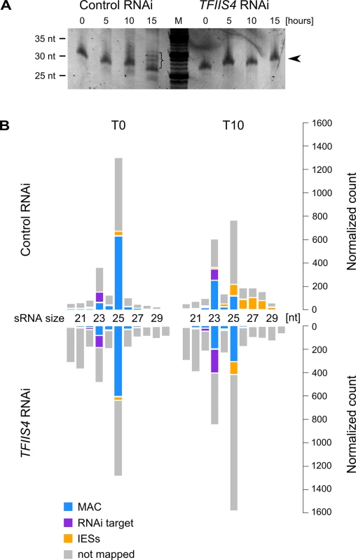 Analysis of sRNA populations in <i>TFIIS4</i>-silenced cells.