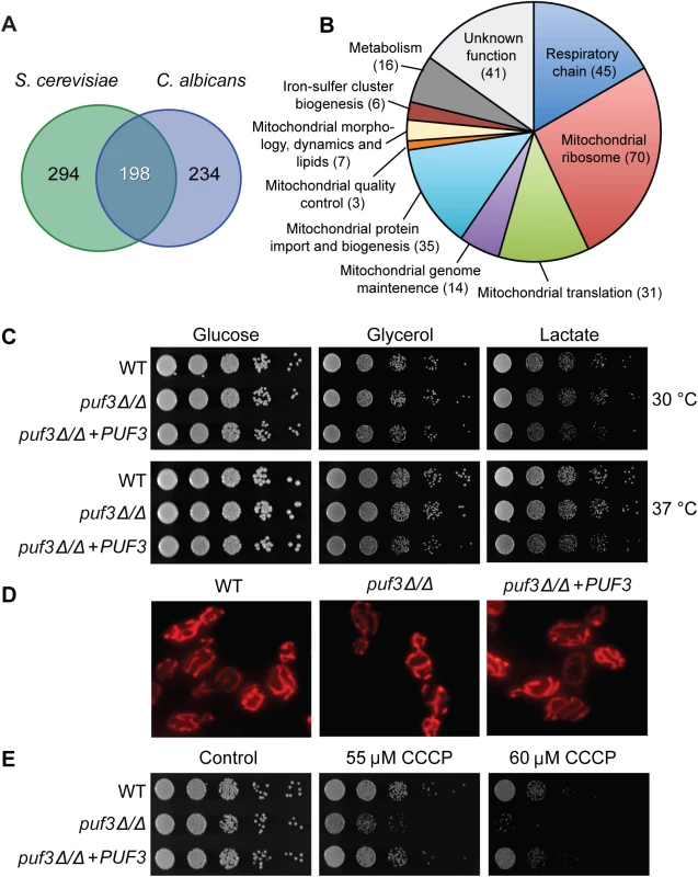The <i>C</i>. <i>albicans</i> Puf3 regulon and mitochondrial roles.