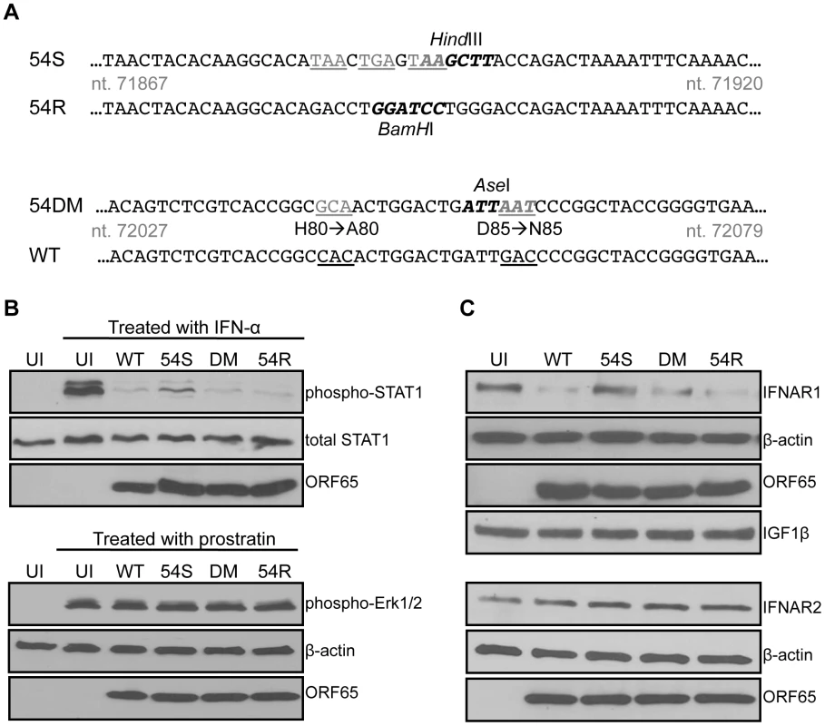 An ORF54-null virus has incomplete degradation of IFNAR1.