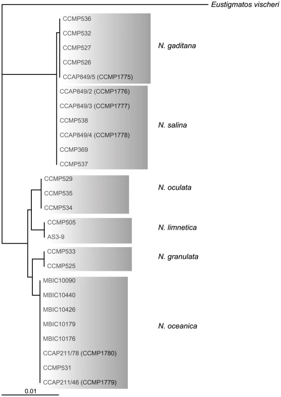 Rooted neighbor joining tree of 18s rRNA sequences of different Nannochloropsis species using <i>Eustigmatos vischeri</i> as an outgroup.