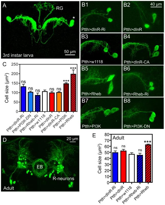 Dimm-negative neurosecretory cells are not affected by dInR manipulations, but by Rheb and PI3K overexpression.