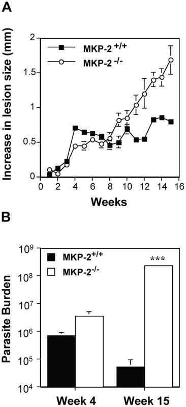 MKP-2 deficiency increases susceptibility to <i>L. mexicana</i> infection in the footpad.