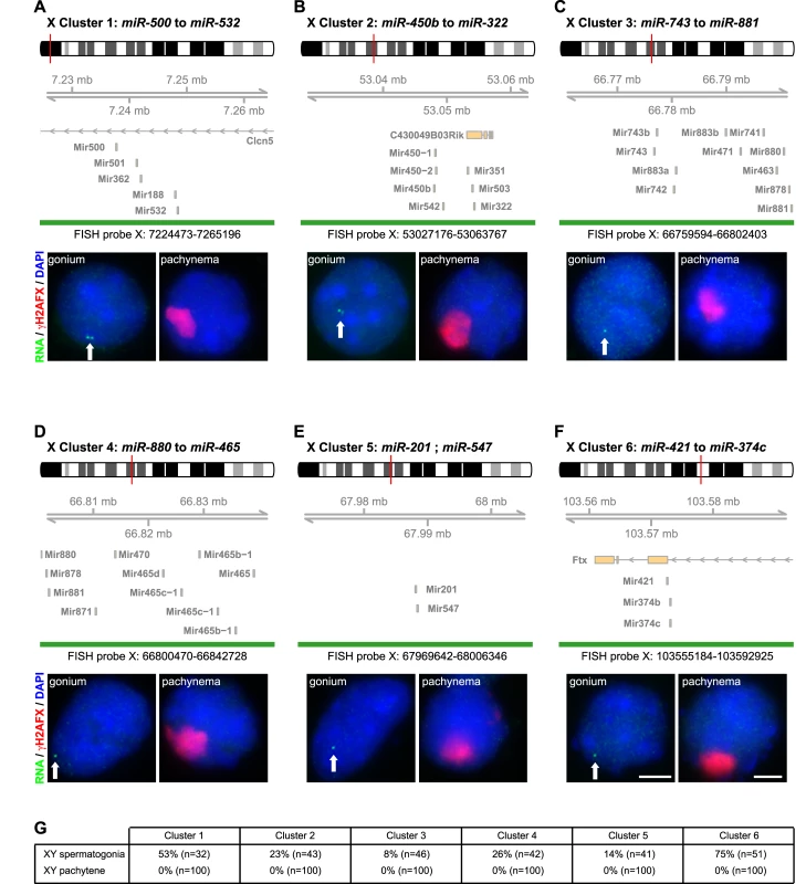 X-linked miRNA precursors are not expressed at pachynema.
