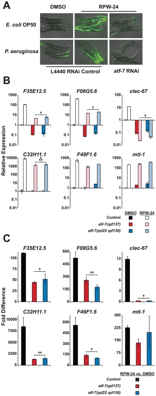 The <i>C. elegans</i> transcription factor ATF-7 regulates immune gene induction by RPW-24.