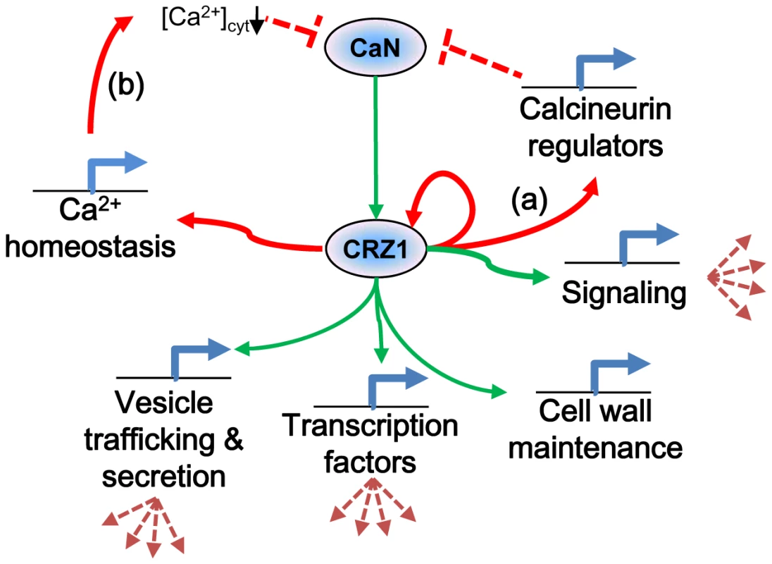 Proposed model of MoCRZ1 regulation of downstream genes.