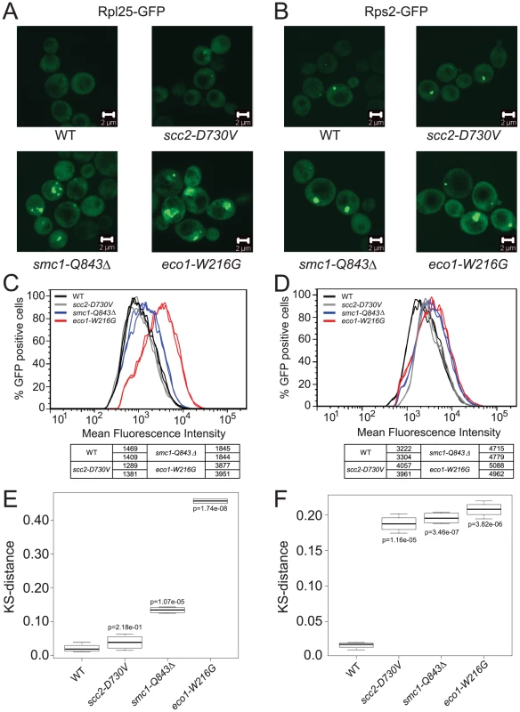 Cohesinopathy mutants show defects in ribosome biogenesis.