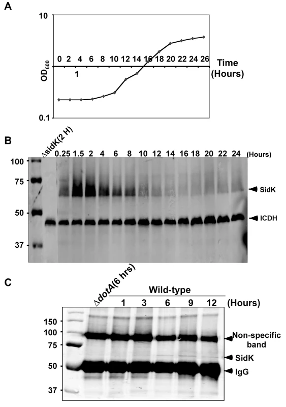 Expression of <i>sidK</i> is induced within hours at the initial phase of bacterial growth.