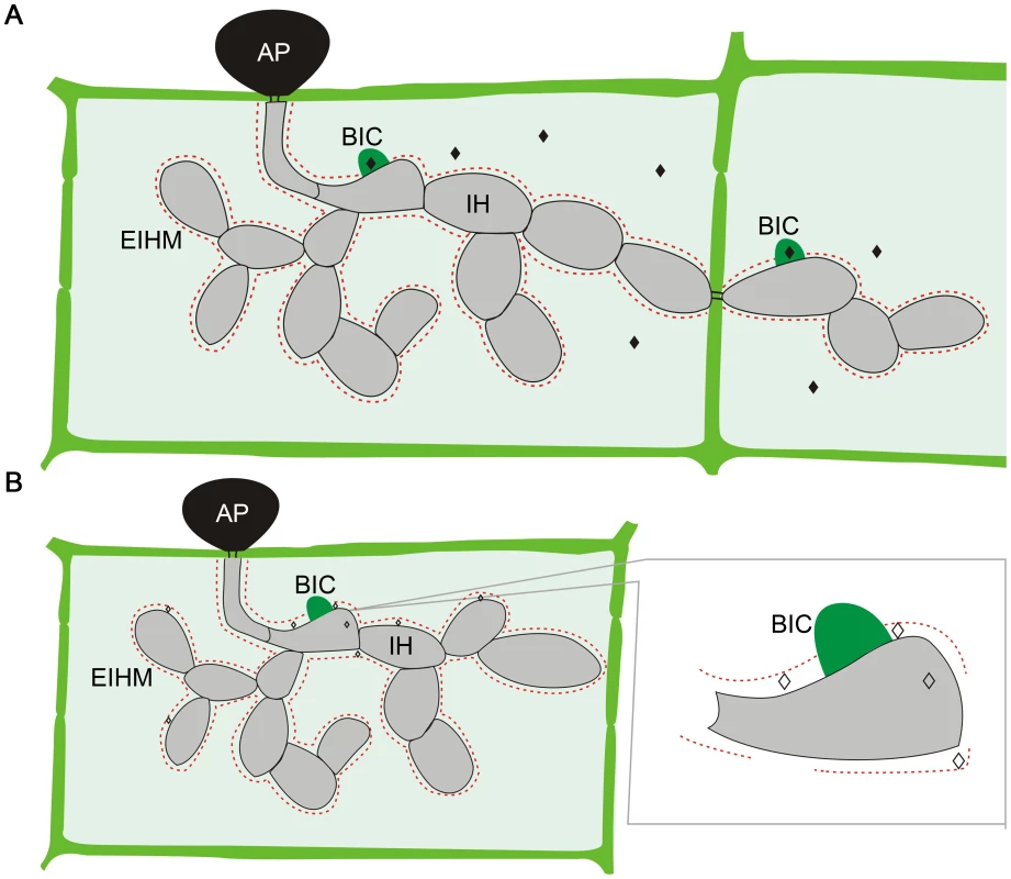Localization of <i>M. oryzae</i> effectors during plant infection.