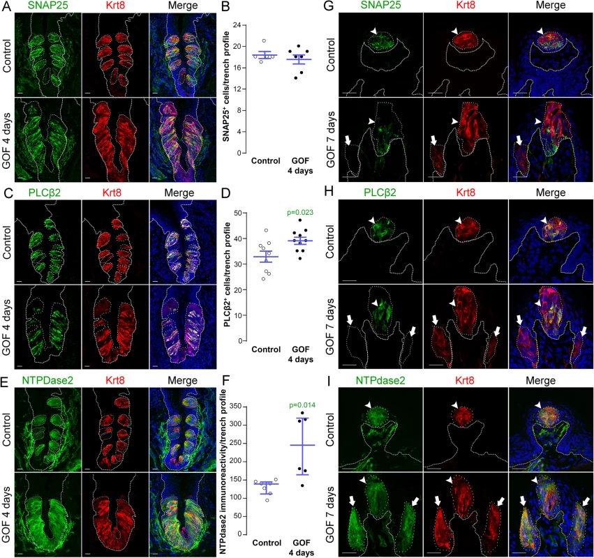 Stabilization of β-catenin in Krt5<sup>+</sup> progenitors induces primarily Type I cell differentiation in CVP, FFP and anterior lingual epithelium.