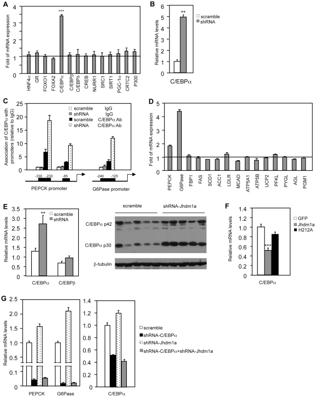 Jhdm1a regulates the expression of C/EBPα, thereby indirectly modulating gluconeogenic gene expression.