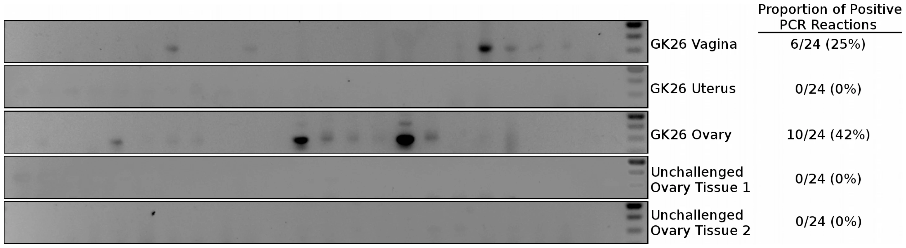 Nested PCR of macaque tissues.