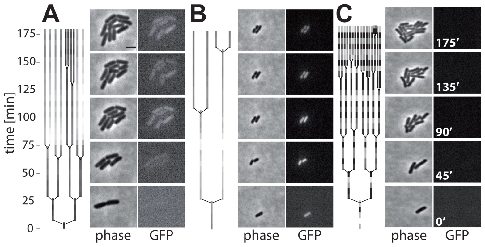 Time-lapse microscopy shows onset of <i>ttss-1</i> expression and concomitant growth retardation.