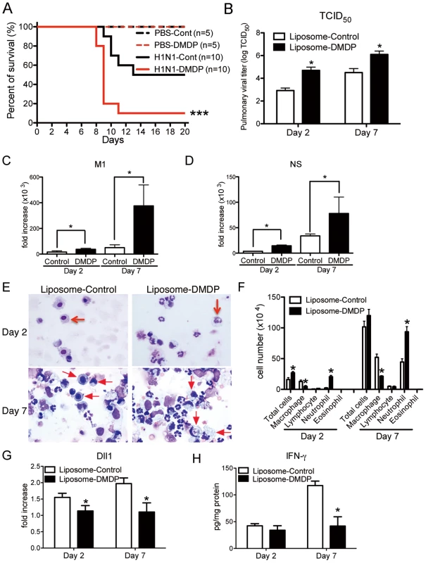 Macrophage is required for protection against influenza virus.