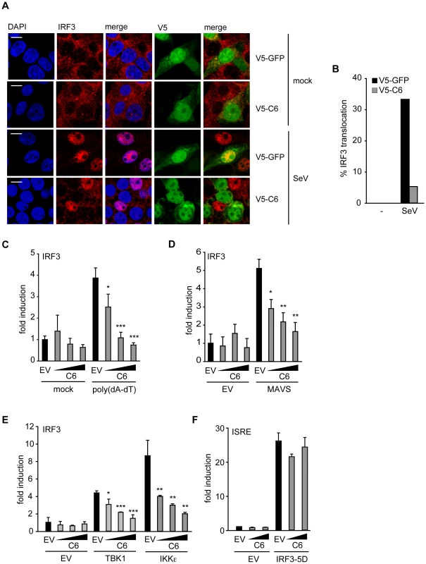 C6 inhibits the nuclear translocation and activation of IRF3.