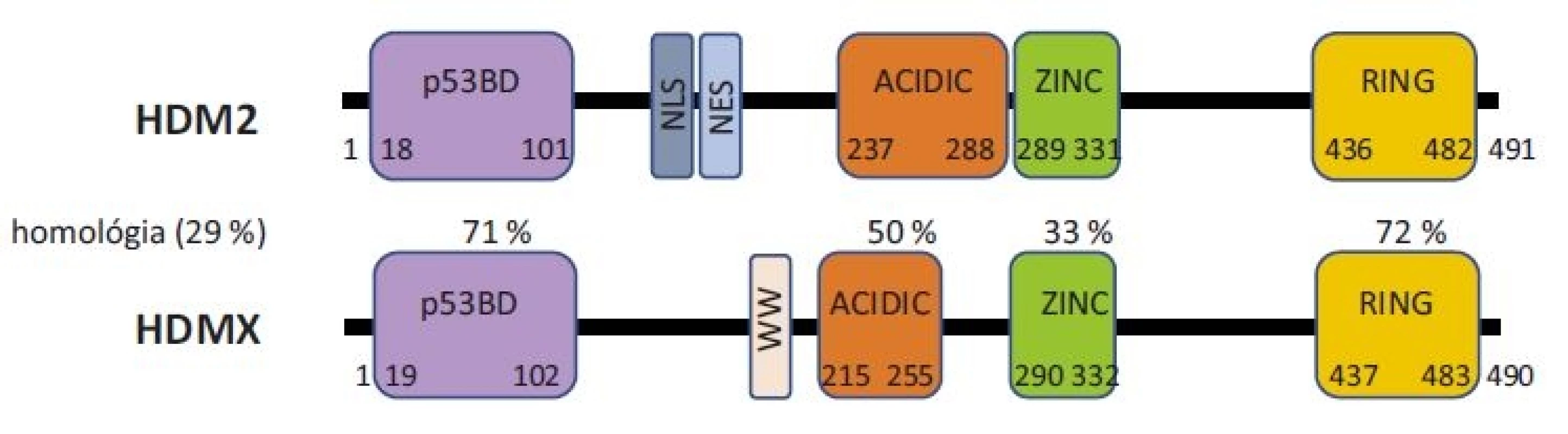 Schématické znázornenie štruktúry proteínov HDM2 a HDMX a ich homológie.