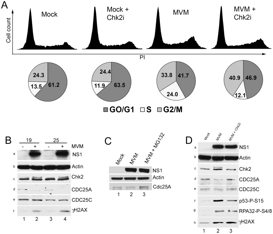 Chk2 activation leads to a transient S-phase accumulation mediated by loss of CDC25A.
