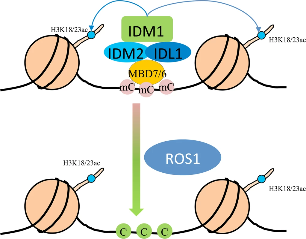 Working model for the IDM1-IDM2-IDL1-MBD7 complex functioning in ROS1 mediated active DNA demethylation at some loci in <i>Arabidopsis</i>.