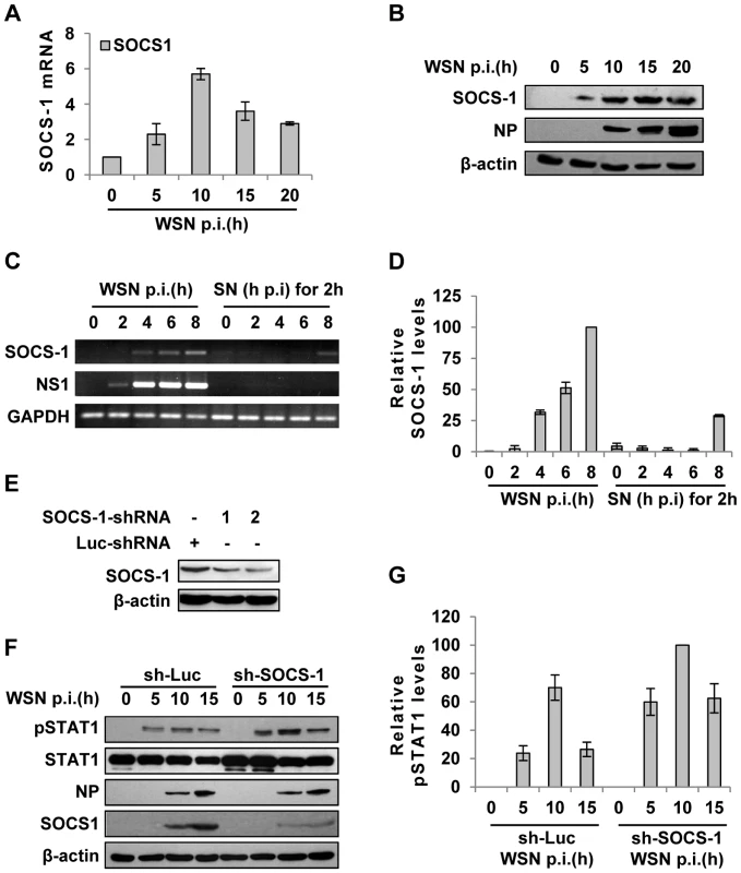 IAV infection induces robust expression of SOCS-1, resulting in decreased phosphorylation of STAT1.