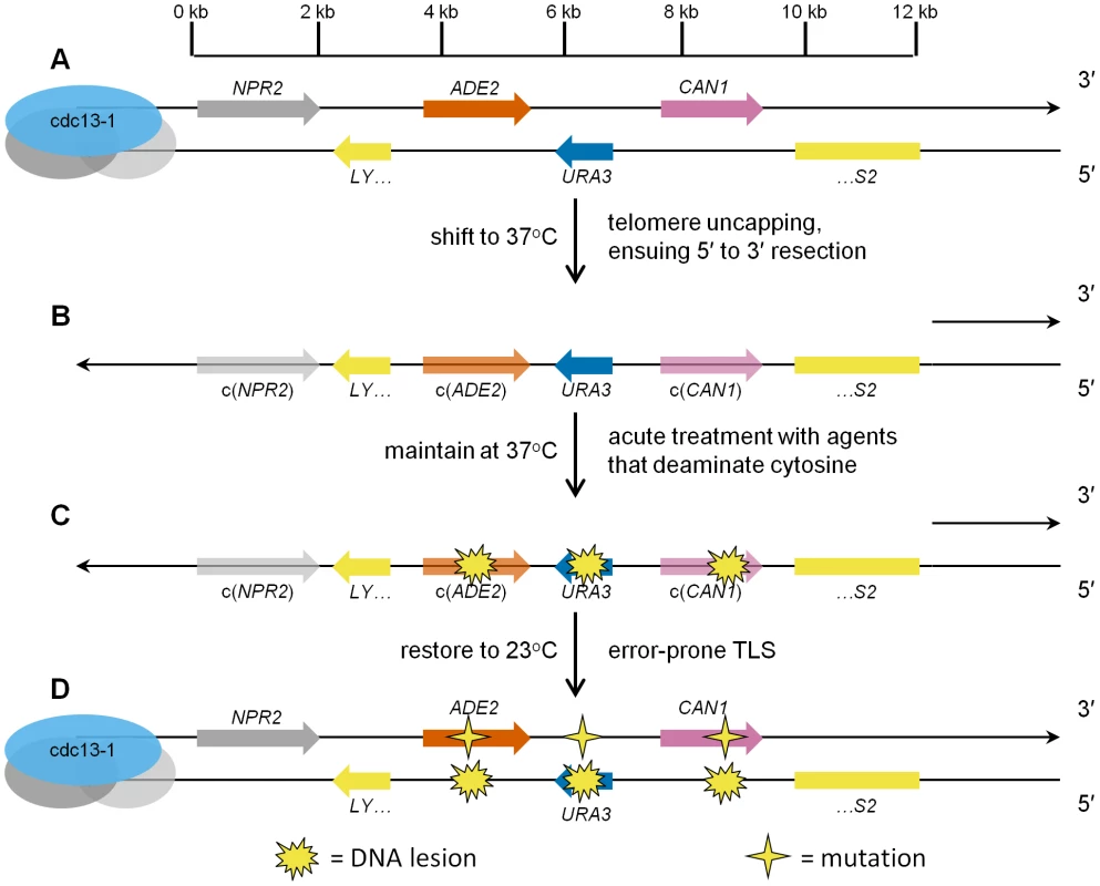 Schematic representation of ssDNA mutagenesis reporter system.