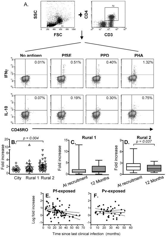 Immediate IFN-γ and IL-10 production by effector memory CD4 T cells.