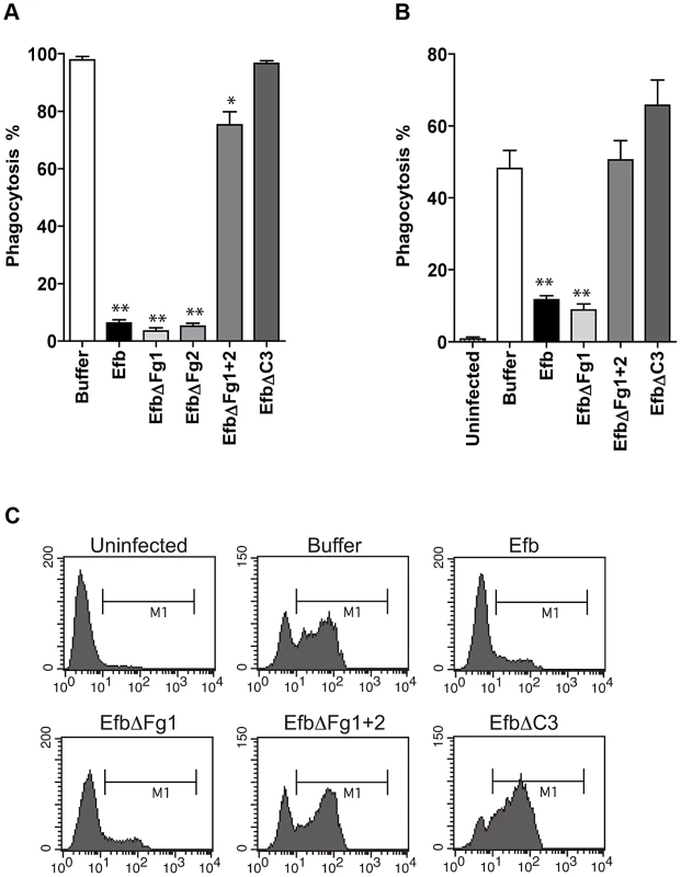 Purified Efb blocks phagocytosis <i>ex vivo</i> and <i>in vivo</i>.
