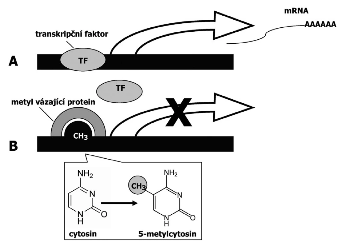 DNA metylace má za následek umlčování genů v důsledku inhibované vazby transkripčních faktorů (A – nemetylovaný promotor, B – metylovaný promotor)