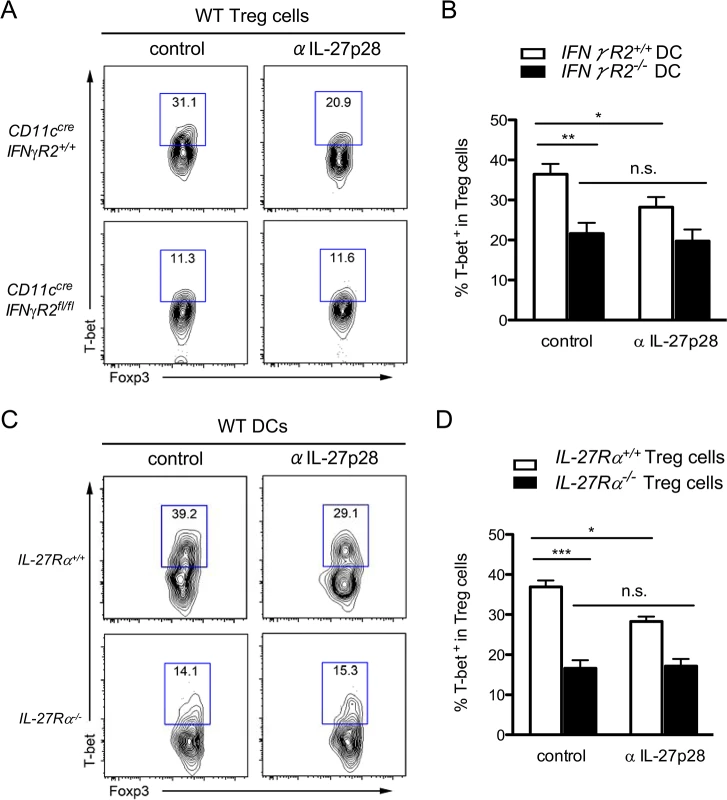 IL-27 secreted from <i>T gondii</i> infected-DC promotes T-bet<sup>+</sup> Th1-Treg cell differentiation through stimulating IL-27R on Treg cells.